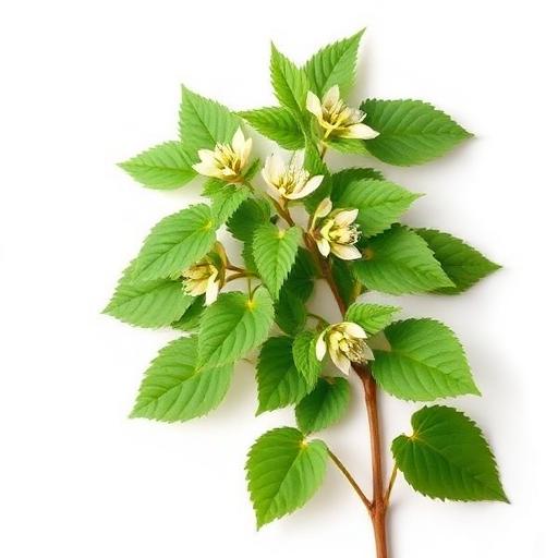 Horny Goat Weed